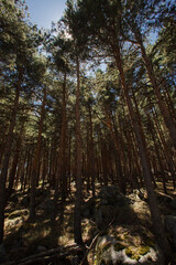 forest of big trees with sun coming in