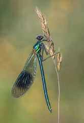 Banded Demoiselle on a Grass Stalk