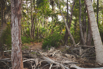 Island palm trees jungle exotic nature tropics