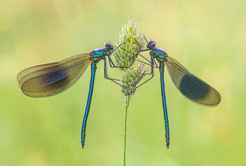 Two Male Banded Demoiselles on a Grass Stalk