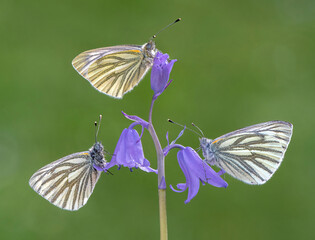 Three Green-veined White Butterflies on a Bluebell