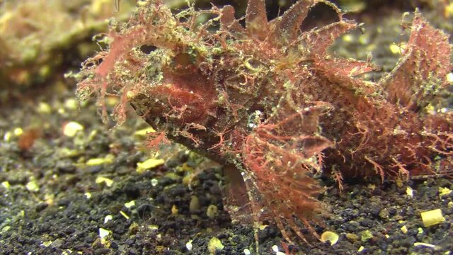 ambon scorpionfish walking over sandy bottom using fan-like pectoral fins.Fish has red to brownish color and numerous skin flaps and filaments, close-up shot showing front part