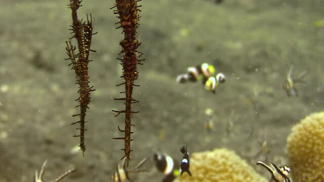 couple of ornate ghost pipefish hovering over sandy bottom upside down, surrounded by clarks anemone fish, threespot dascyllus and banggai cardinalfish, close-up