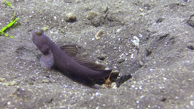 tiger snapping shrimp and banded shrimpgoby close to their shared burrow.. shrimp hiding after a few seconds