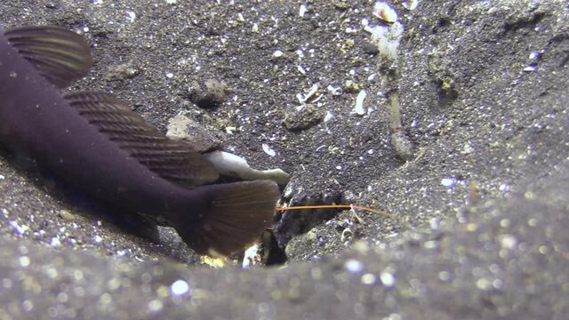 tiger snapping shrimp in its burrow next to the tails of shrimpgoby who is on sentry, shrimp comes out and hides again, medium to closeup shot
