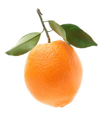 Orange fruit on the white background