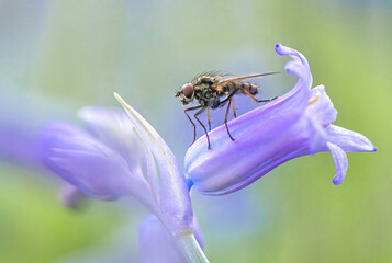 Fly on Bluebells