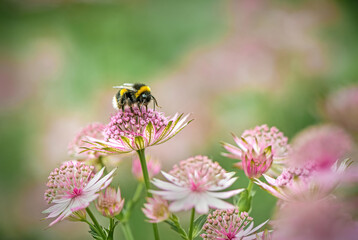 Bumblebee on Astrantia Flowers