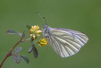 Green-veined White Butterfly on Yellow Flower