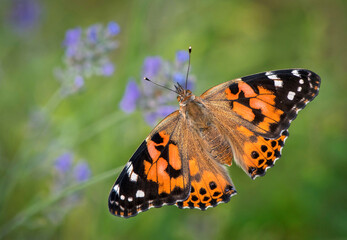 Painted Lady Butterfly on Lavender Flowers
