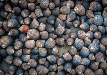 Periwinkle Snails