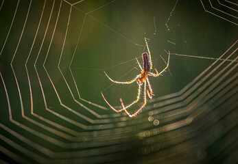 Backlit Long-jawed Spider on its web