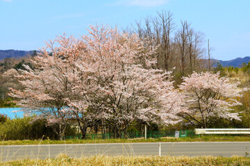 日本の田舎。道路沿いに桜の花が咲く春の風景。