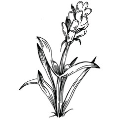 Lavender Isolated sketch illustration. Hand drawn element for wedding herb, plant or monogram with elegant leaves for invitation save the date card design. Botanical rustic trendy greenery.