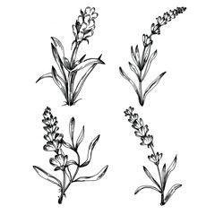 Lavender Isolated sketch illustration. Hand drawn element for wedding herb, plant or monogram with elegant leaves for invitation save the date card design. Botanical rustic trendy greenery.