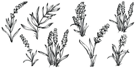 Lavender Isolated sketch illustration. Hand drawn element for wedding herb, plant or monogram with elegant leaves for invitation save the date card design. Botanical rustic trendy greenery.