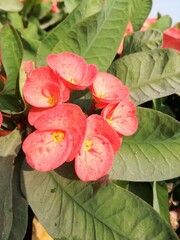 red and yellow flowers