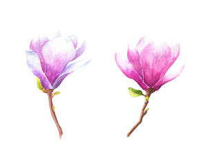 Hand drawn watercolor magnolia