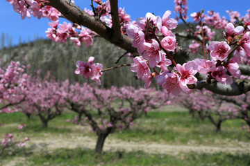 Beautiful spring landscape. Branches with pink flowers on a tree in a peach garden