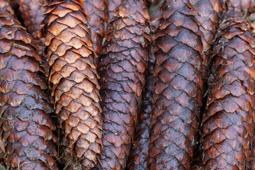 Group of ordered brown autumn forest cones.