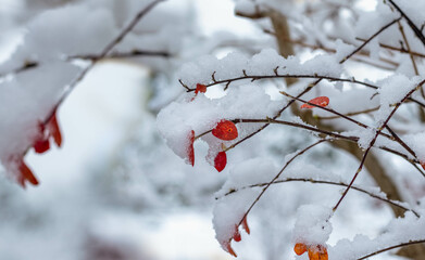 Red autumn leaves covered by snow on the blurred snowy background. Copy space.