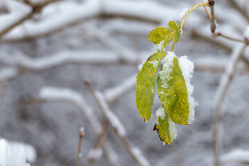 Autumn leaves covered by snow on the blurred winter background. Space for text.