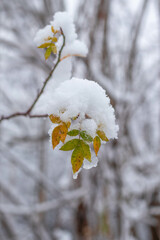 Autumn leaves covered by snow on the blurred winter background. Space for text.
