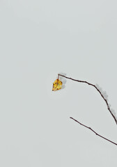 Yellow autumn leaf against grey foggy sky. Space for text.