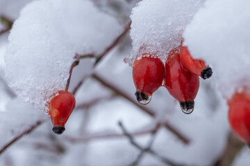 Red Rose Hip fruits covered by snow on the snowy background. Rosa canina.