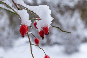 Red Rose Hip fruits covered by snow on the snowy background. Rosa canina.