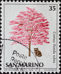 San Marino - circa 1979: A post stamp printed in San Marino showing a monumental tree: Raccoon (Procyon lotor), Pink Dogwood (Cornus florida rubra)