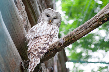 East European Ural Owl (Long-tailed Owl) Looking at Camera. Predatory Bird closeup Sitting on Branch and Looking Angry