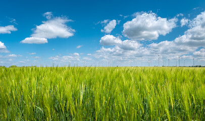 Obraz premium Panoramic view over beautiful farm landscape with green wheat field in closeup and wind turbines to produce green energy in Germany, Summer, at sunny day and blue cloudy sky.