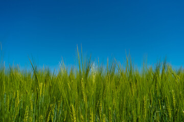 Banner with closeup view over beautiful farm landscape with green wheat field at Spring, at deep blue clean sky without clouds and copy space. Concept of sustainable agriculture.