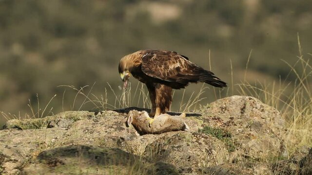 Adult male Golden eagle in mountainous terrain, with a newly caught rabbit, in the first morning light