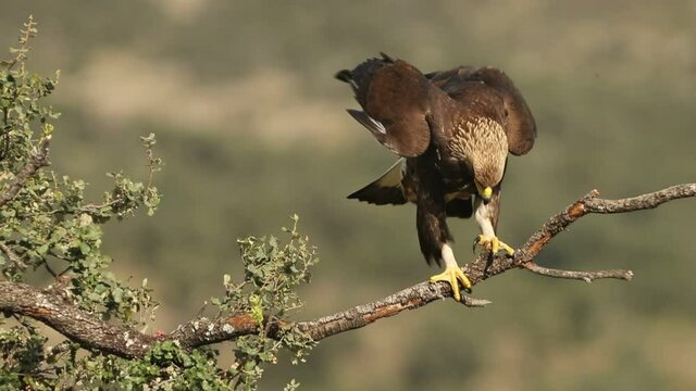 Young female Golden eagle on the trunk of an oak tree on a sunny winter day with first lights