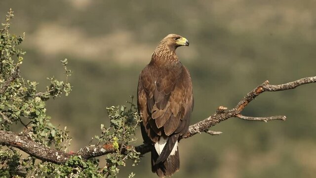 Young female Golden eagle on the trunk of an oak tree on a sunny winter day with first lights