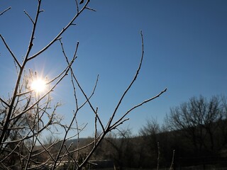 winter sunny landscape with flying branches of trees and a cold radiant sun on a clear blue sky, a fragment of a park or garden on a clear winter frosty day with a copy space