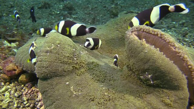 several holthuis Anemone shrimps and clarks anemone fish sharing the same anemone as their host