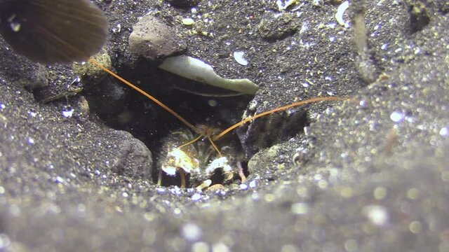 tiger snapping shrimp in its burrow close to the tails of shrimpgoby who is on sentry, shrimp comes out and hides again, close-up shot