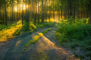 Fototapeta premium Magical sunset in the forest.