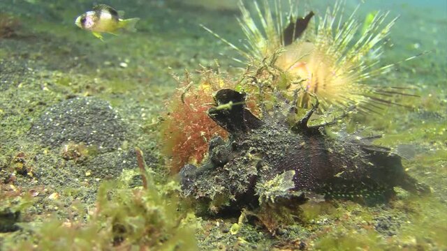 spiny devilfish kills prey by devouring it in one piece. A second fish survives by hiding between the spikes of a radiant sea urchin