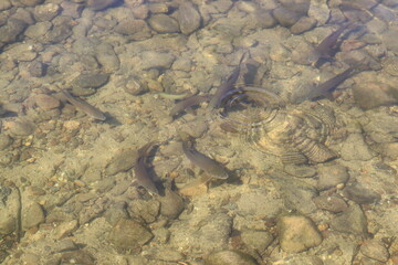 Fish in lake making waves.