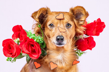 Cute dog posing with a bouquet of roses on Valentine's Day on a white background