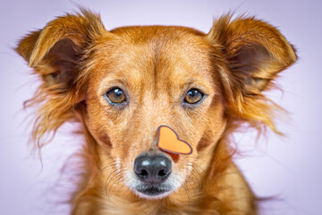 Portrait of a cute dog looking at the camera with a heart on his face for valentine's day.