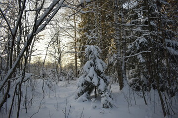 trees in snow