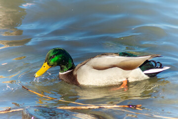 Fototapeta premium Wild duck swims in Lake Balaton