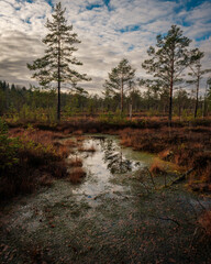 Swamp in the morning