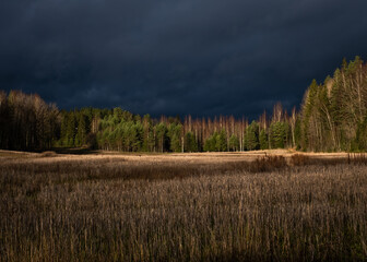 forest in the morning fog