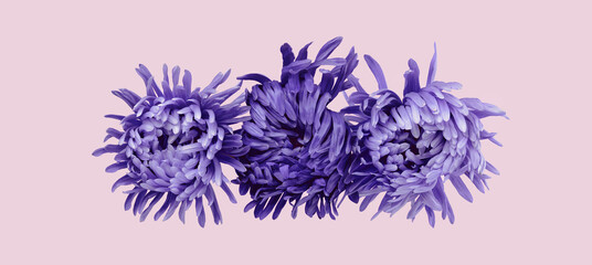 Three violet aster flower closeup chrysanthemum type. Rich petals purple very peri flower head on...